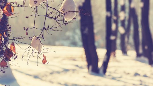 Prendre soin de son bac brun en hiver par la Ville de Rosemère